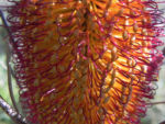 Bild:  Heidekrautblättrige Banksia Blüte orange Banksia ericifolia