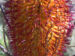Zurück zum kompletten Bilderset Heidekrautblättrige Banksia Blüte orange Banksia ericifolia
