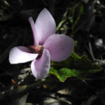 Bild:  Herbst Alpenveilchen Blüte rose Cyclamen hederifolium