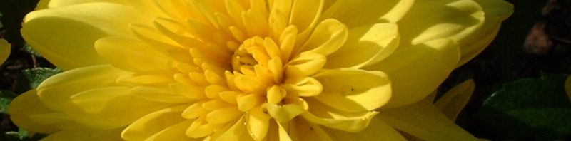 Anklicken um das ganze Bild zu sehen  Herbst Chrysantheme gelb - Chrysanthemum indicum