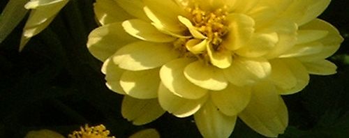 Anklicken um das ganze Bild zu sehen  Herbst Chrysantheme hellgelb - Chrysanthemum indicum