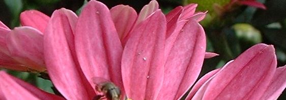 Anklicken um das ganze Bild zu sehen  Herbst Chrysantheme lila - Chrysanthemum indicum