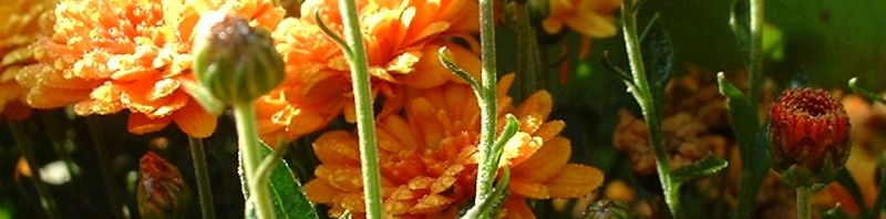 Anklicken um das ganze Bild zu sehen  Herbst Chrysantheme orange - Chrysanthemum indicum hybriden