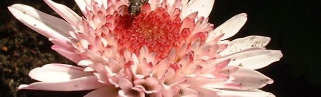 Anklicken um das ganze Bild zu sehen  Garten-Chrysantheme Herbst-Chrysantheme Blüte rosa Chrysanthemum indicum