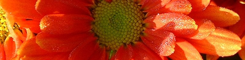 Anklicken um das ganze Bild zu sehen  Herbst Chrysantheme rot - Chrysanthemum indicum hybriden
