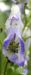 Zurück zum kompletten Bilderset Herbsteisenhut Blüte blau Aconitum carmichaelii