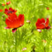 Zurück zum kompletten Bilderset Herbst-Adonisröschen Blüte rot Adonis annua