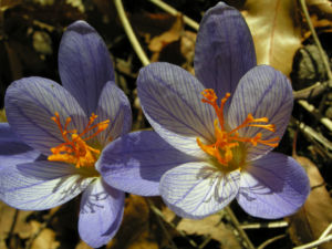 Herbst Krokus Bluete helllila Crocus speciosus 04