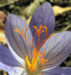 Zurück zum kompletten Bilderset Pracht-Herbst-Krokus Blüte helllila Crocus speciosus
