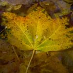 Herbst Laub Blaetter 01