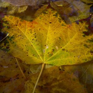 Herbst Laub Blaetter 01