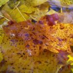 Herbst Laub Blaetter 02