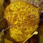 Herbst Laub Blaetter 03