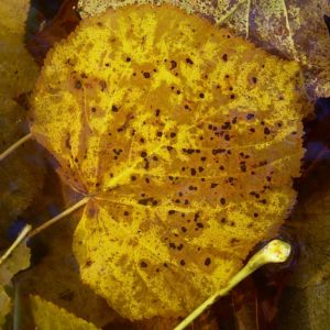 Herbst Laub Blaetter 03