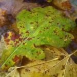 Herbst Laub Blaetter 04