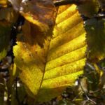 Herbst Laub Blaetter 05