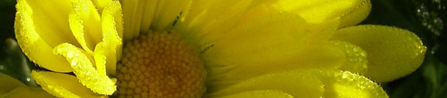 Anklicken um das ganze Bild zu sehen  Herbstchrysantheme Winteraster gelb - Chrysanthemum dendranthema