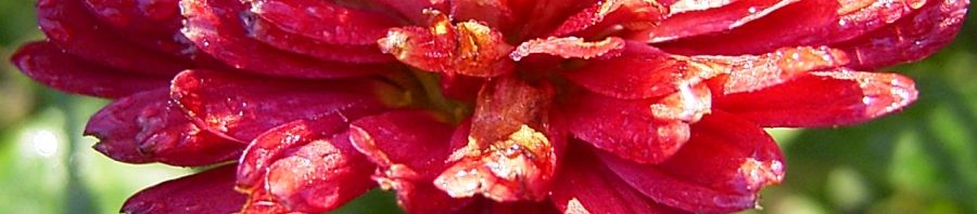 Anklicken um das ganze Bild zu sehen  Herbstchrysantheme Winteraster weinrot - Chrysanthemum dendranthema