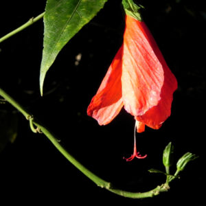 Hibiskus Strauch Bluete rot Hibiscus 03