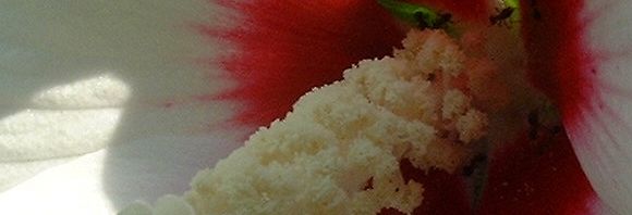 Anklicken um das ganze Bild zu sehen  Straucheibisch Syrischer-Eibisch Hibiskus Blüte weiß rot  Hibiscus syriacus