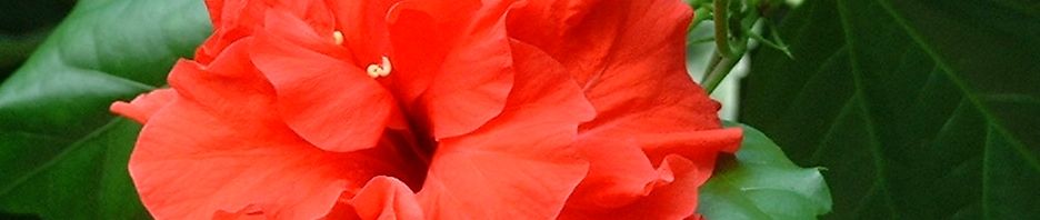 Anklicken um das ganze Bild zu sehen  Hibiskus Blüte rot Hibiscus syriacus