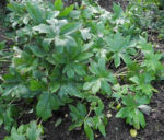 Bild:  Himalaya-Maiapfel Frucht Blatt grün Podophyllum hexandrum