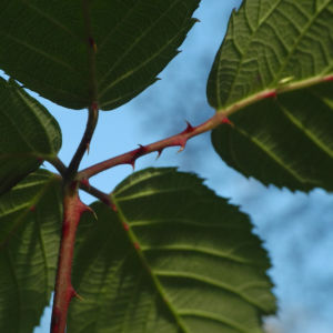 Himbeere Blatt gruen Rubus idaeus 20