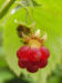Zurück zum kompletten Bilderset Himbeere Frucht rot Rubus idaeus