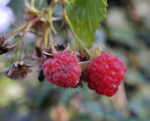 Himbeere Frucht rot Rubus idaeus 21
