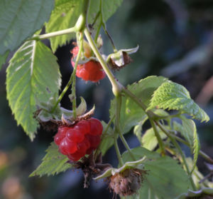 Himbeere Frucht rot Rubus idaeus 22