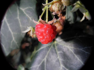 Himbeere Frucht rot Rubus idaeus 24