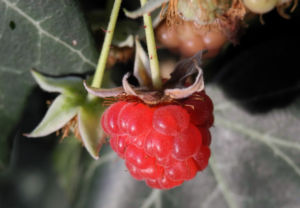 Himbeere Frucht rot Rubus idaeus 25