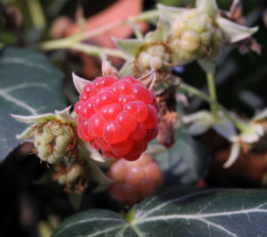 Himbeere Frucht rot Rubus idaeus 26