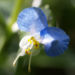 Zurück zum kompletten Bilderset Gemeine Tagblume Blüte blau Commelina communis