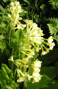 Hohe Schluesselblume Bluete gelb Primula elatior 01