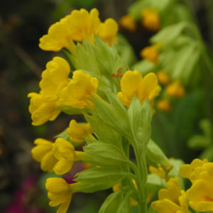 Hohe Schluesselblume Bluete gelb Primula elatior0 0