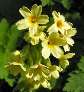 Hohe Schluesselblume Bluete gelb Primula elatior 02