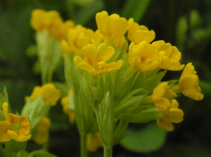 Hohe Schluesselblume Bluete gelb Primula elatior01