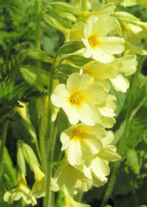 Hohe Schluesselblume Bluete gelb Primula elatior 03