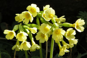 Hohe Schluesselblume Bluete gelb Primula elatior 04