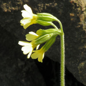 Hohe Schluesselblume Bluete gelb Primula elatior 06