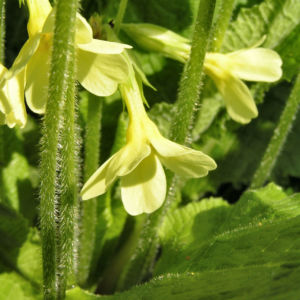Hohe Schluesselblume Bluete gelb Primula elatior 07