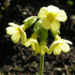 Zurück zum kompletten Bilderset Hohe Schlüsselblume Blüte gelb Primula elatior