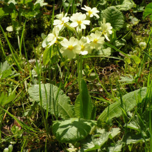 Hohe Schluesselblume Bluete gelb Primula elatior 10
