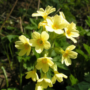 Hohe Schluesselblume Bluete gelb Primula elatior 11