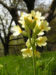 Zurück zum kompletten Bilderset Hohe Schlüsselblume Blüte hellgelb Primula elatior