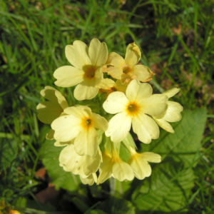 Hohe Schluesselblume Bluete hellgelb Primula elatior 03