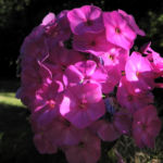 Bild:  Hoher Stauden-Phlox Blüte pink Phlox paniculata