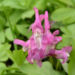 Zurück zum kompletten Bilderset Hohler Lerchensporn Blüte pink Corydalis cava
