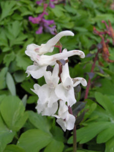 Hohler Lechensporn Bluete weiss Corydalis cava 01